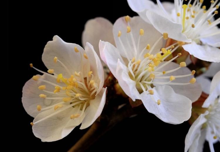 十月|十月中旬开始，运势红火，财运上佳，事业突飞猛进的生肖