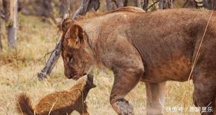 唯一|非洲乱不乱,平头哥说了算:唯一把自己“玩成”濒危的物种