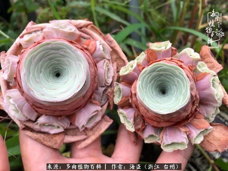  梅雨季|干货：高温高湿梅雨季，山地玫瑰养护提醒，帮你远离黑腐！