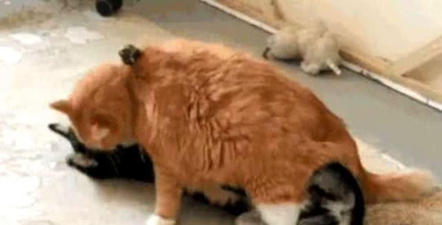  橘猫|二哈作死挑逗橘猫不成，反被橘猫泰山压顶，主人看了笑出了泪花