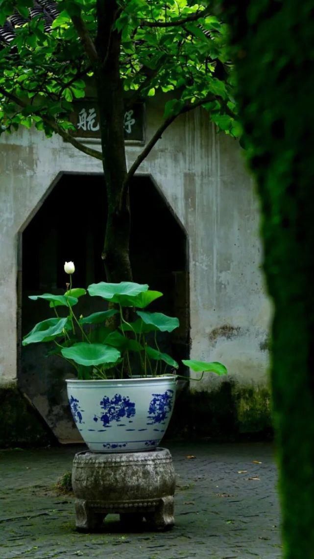 静心|风雅之味,静心解暑