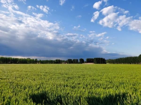  夏天|【津评乐】遇见夏天，醉美卜庄