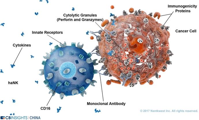  NK|CAR-T颠覆者？NK细胞疗法全球主要玩家进展剖解