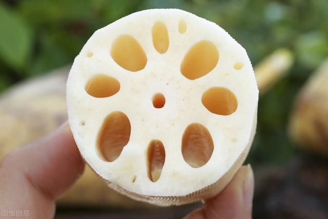  莲藕|同样是莲藕，七孔的和九孔的有什么区别？别买错了，不然不好吃