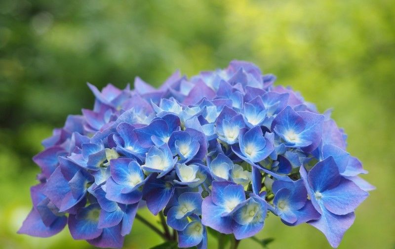  星座|下周开始，这四大星座桃花爆棚，真爱降临，爱情不请自来！