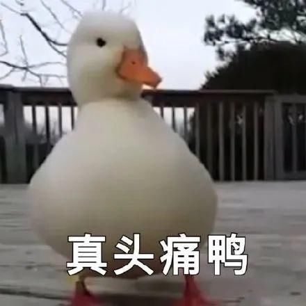  刷票|还没亮相就被嘲成这样，金鹰奖也搞祭天剧本？