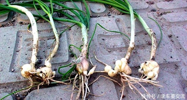 春节|春节乖乖待在家大鱼大肉吃腻了吧春天一种“野草”让你不再油腻