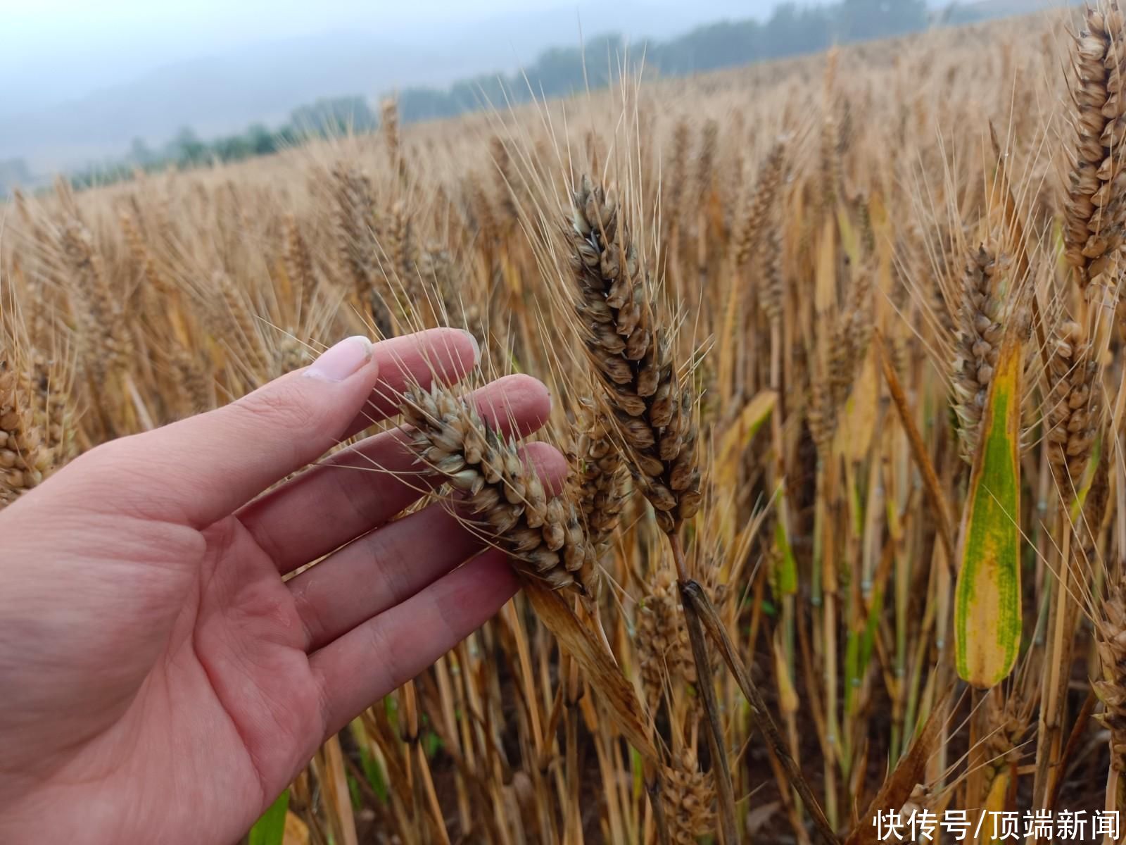 洛阳：六项举措和建议全力保障“夏收”