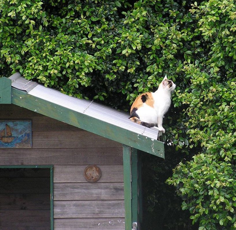 爸妈|爱猫身患癌症，女孩坚决让爸妈掏钱切它耳鼻，13年陪伴比钱重要