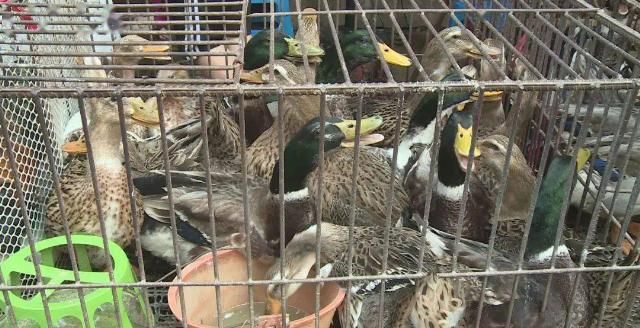 农历七|鸭鸭今天“爆红”环江！中元节你吃什么“鸭”？