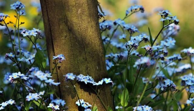  贵人相助|八月初，贵人相助，旗开得胜，爱情如意，喜事连绵不断的四大生肖