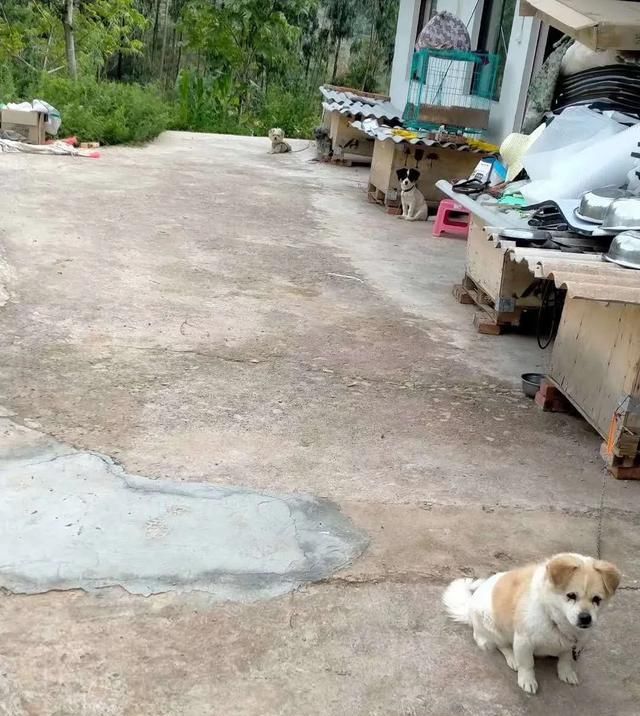 出场|记者深入调查:楚雄市被抓的流浪犬哪去了?