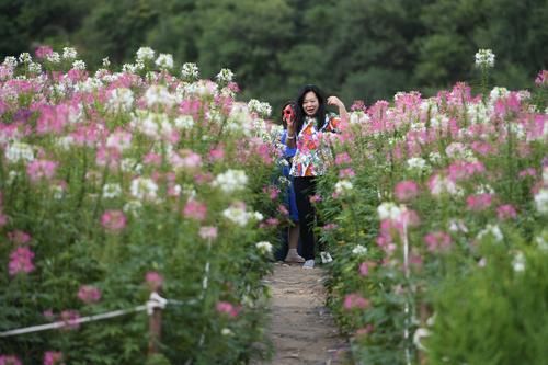  江南|南泥湾成鲜花湾，再现“陕北好江南”