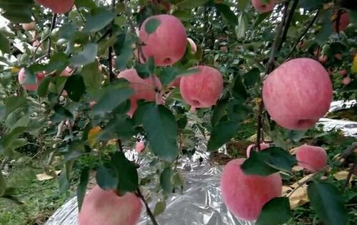 早熟|充满希望的八月，我们如何把好早熟苹果销售前的这几道关？