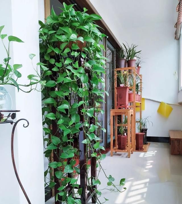 枝头|盆里扔2样东西,养花10年不烂根,叶子油光瓦亮,花苞挂满枝头!