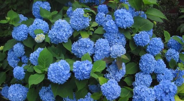  修剪|托尼老师教您修剪绣球花，记住简单两点，拿剪刀的手再也不抖啦