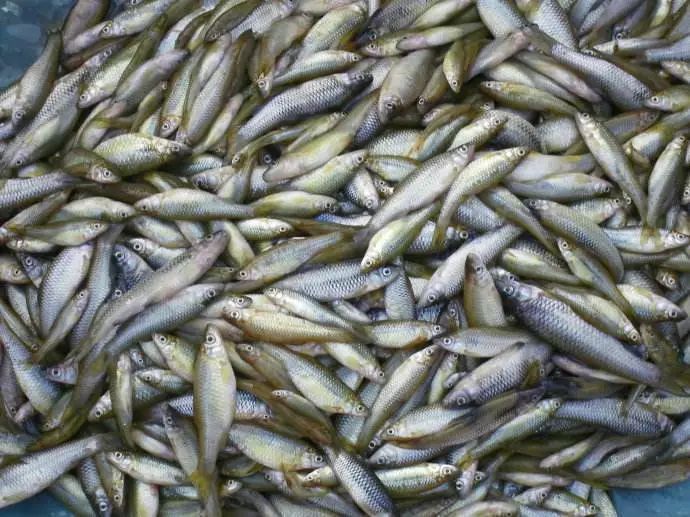 我国|很多国家用它来灭蚊虫,我国却把它当美食,现已成功入侵世界各地