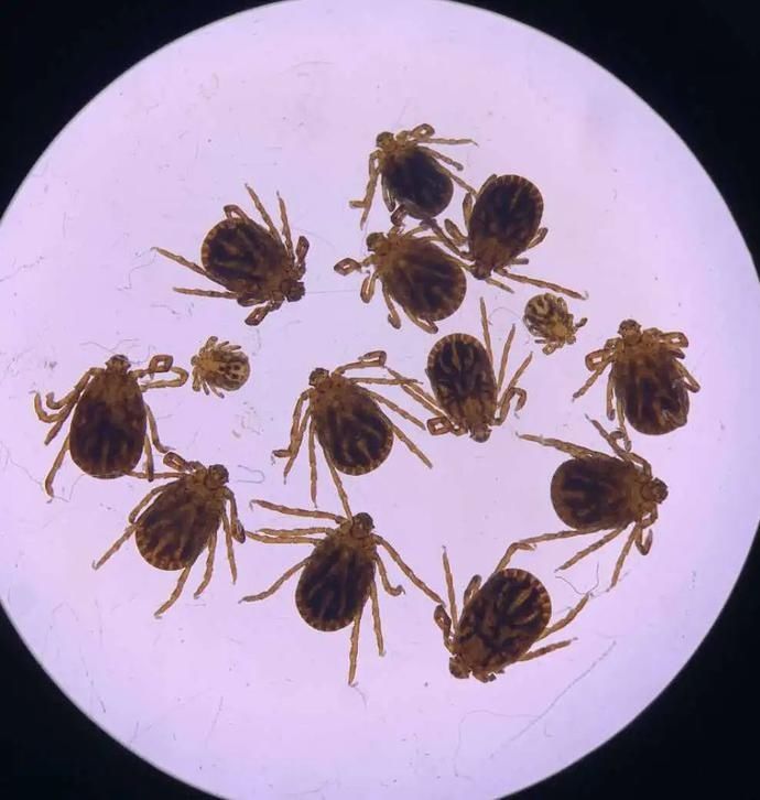  市疾控中心|高发期！野外活动千万要小心这种虫子！