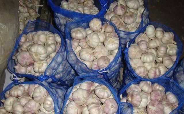 把干燥|买回来的大蒜老是发芽菜农教我这招,存放一年都不会发芽了