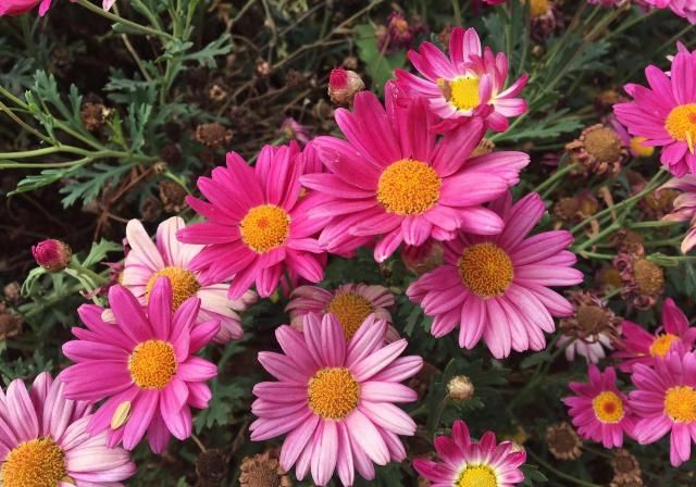 运势|7月10号后,运势如虹,喜事成双,天天开口笑的生肖