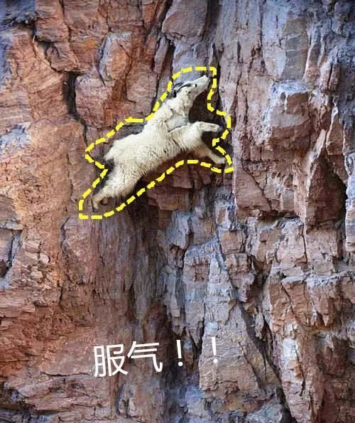  登山|男子登山发现不明生物，仔细一看后不淡定，真是攀岩的大神