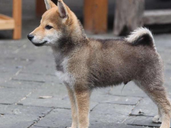  蘑菇|向往4：蘑菇屋迎来减员风波，下一季两位成员离开，而他成为主咖