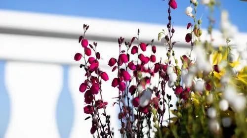  生肖|下半年最顺利的五大生肖, 无病无灾, 心想事成