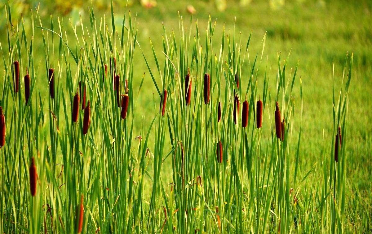 蒲菜|长在水里像“蜡烛”,口感鲜嫩脆爽,有谁吃过吗