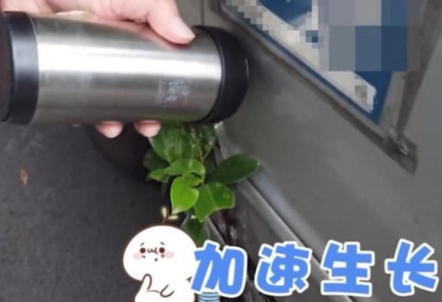  车主|车上长出小树苗，车主精心呵护3年：要像养孩子一样