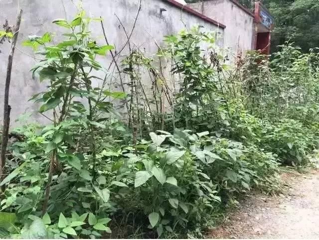  玉米地|东明老家玉米地里看到的一幕，令人......