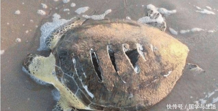  看清|乌龟趴在岸边奄奄一息，男子走近看清后，不禁湿了眼眶