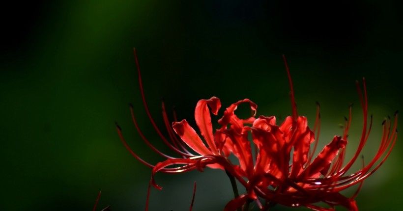  星座|未来相思难解，痴情依旧，桃花满溢，重获甜蜜爱情的4大星座