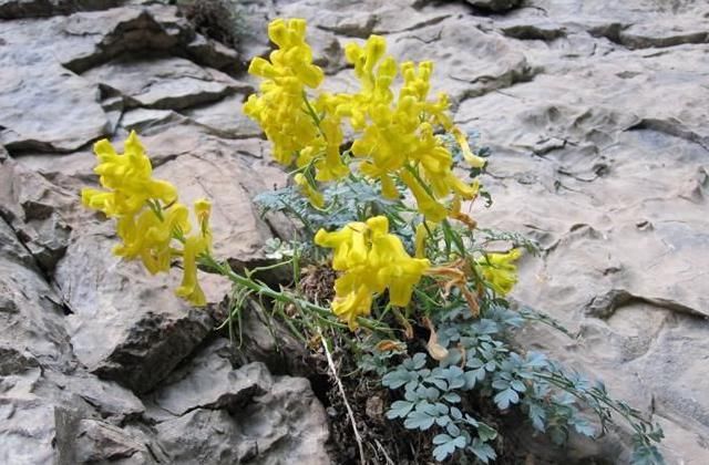 种野生植物|生在高处被观赏，却不知价值500元一斤，但野生较少，别错过