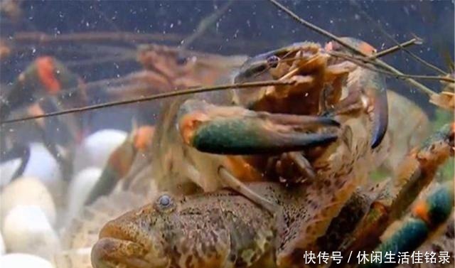 混养|水池中混养龙虾,学会这几招,不赚钱都不行