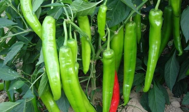 胃口|让你食欲倍增的“辣菜”,天热没胃口,我家一做这菜必定光盘