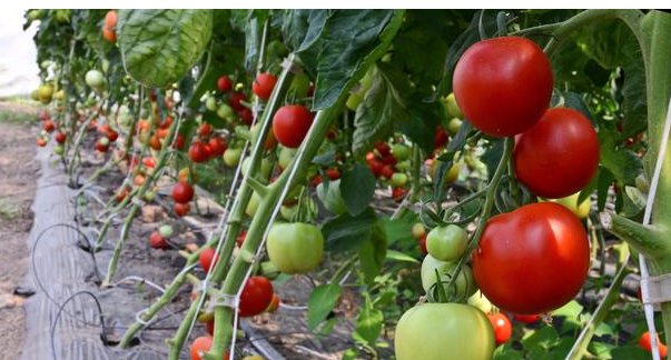  研究|蔬菜种植中植物生长调节剂的应用研究