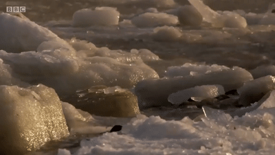  合法|有钱人花上33万，就可以在加拿大合法杀死一只北极熊