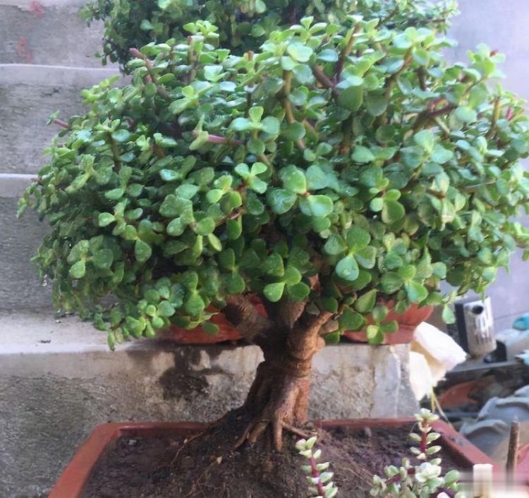 别忘了|秋冬季如何养金枝玉叶?有“3招”别忘了,长枝长叶变老桩