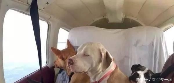 收容所|工程师贷款买飞机,2年来救助上千只毛孩,帮助它们逃离安乐死