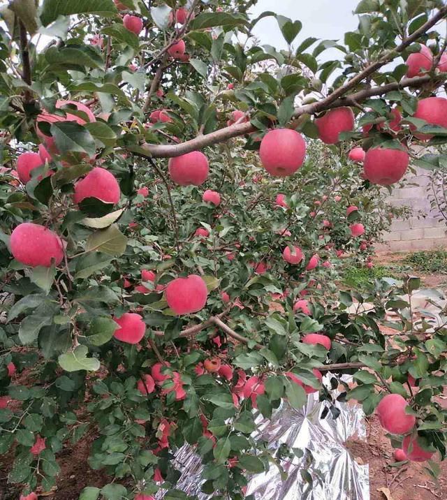 早熟|充满希望的八月，我们如何把好早熟苹果销售前的这几道关？