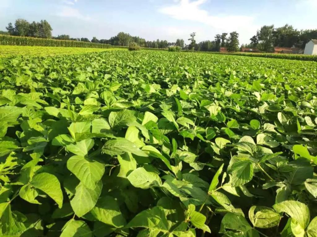  租地|农村租地“陷阱”，你上当受骗了吗？