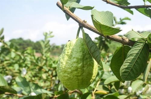  白送|维C是柑橘的8倍，以前白送都没人要，如今2元一个很抢手