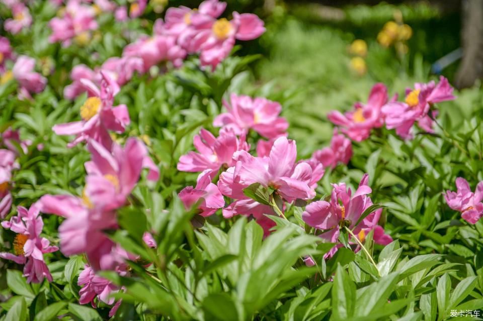  追寻着|追寻着历史与传说，蓬莱仙境游！