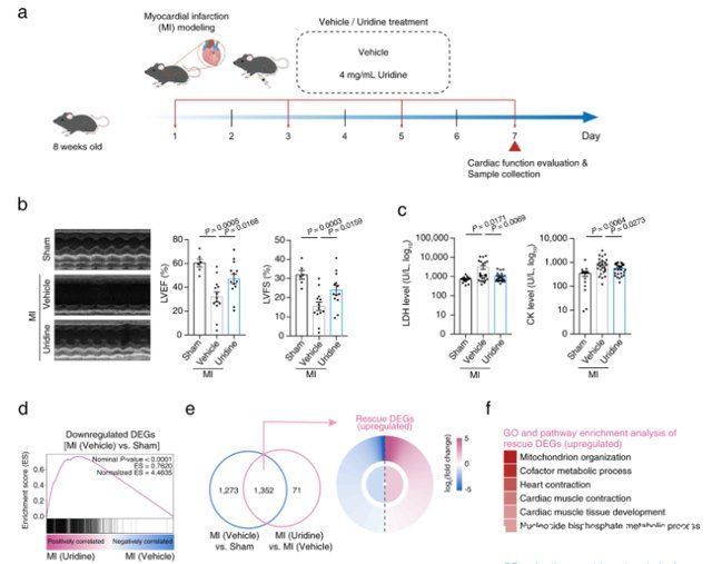 科学验证可逆转衰老(中国科学家破解“衰老密码”:母乳中关键分子，可增强老年机能)