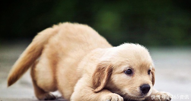 威风|神反差假如动物没有脖子, 狼已丧失威风,骆驼却像个“打手”