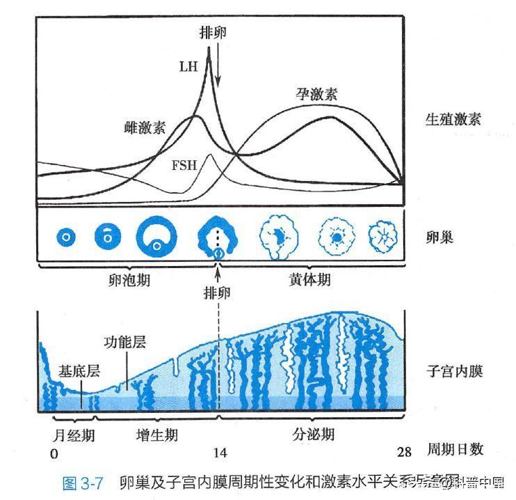 经期前心情烦躁焦虑易怒怎么办(为啥女生经期前，心情很不好？今天终于知道，男生必看！)