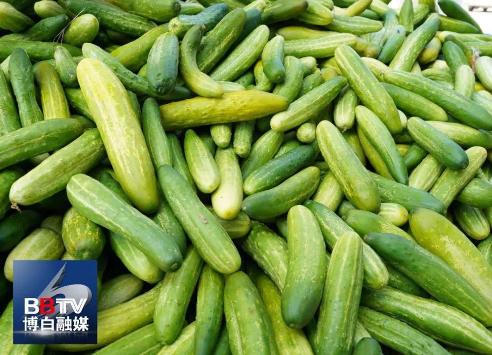 滋味|博白黄瓜皮、白粥，夏日酸爽好滋味！