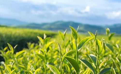 各类|各类茶叶的最佳冲泡方法，转给爱茶的人！