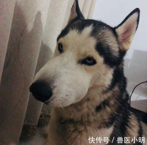 二哈|半夜听到二哈哼哼唧唧,开灯一看以为开了啥特效:睡意顿时没了