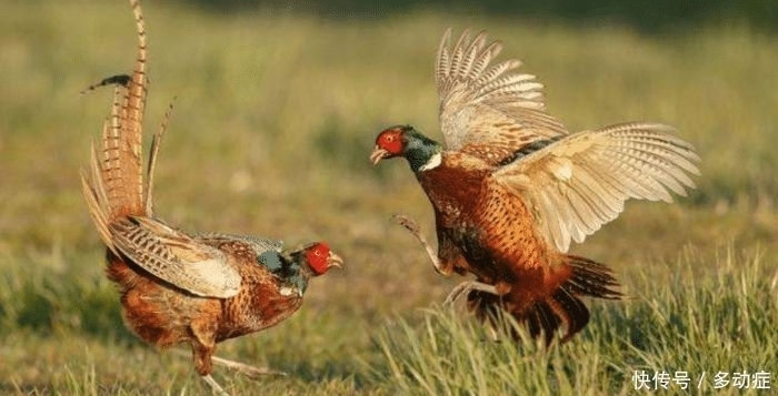  野鸡|俗语“上山甲鱼莫抓，下山野鸡不追”是啥道理？为何甲鱼要上山？